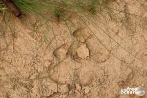 CHITWAN NATIONAL PARK NEPAL