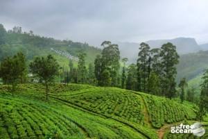 HATTON SRI LANKA
