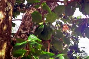 BAKO NATIONAL PARK MALAYSIA