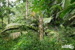 BUKIT LAWANG SUMATRA INDONESIA