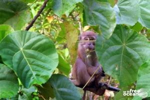 BUKIT LAWANG SUMATRA INDONESIA