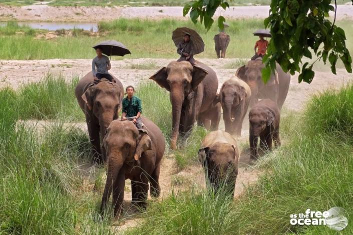 CHITWAN NATIONAL PARK NEPAL