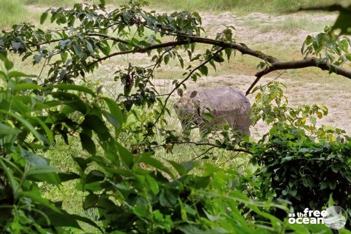 CHITWAN NATIONAL PARK NEPAL