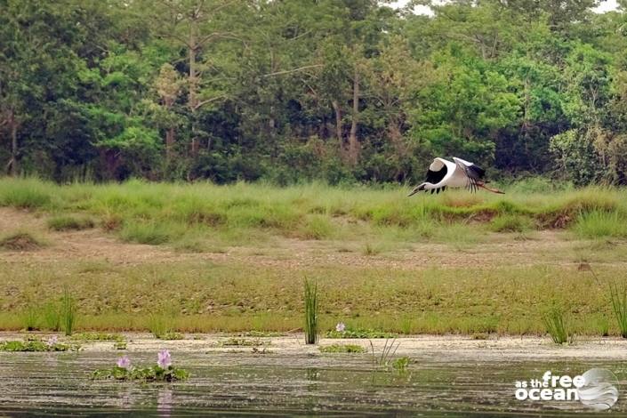 CHITWAN NATIONAL PARK NEPAL