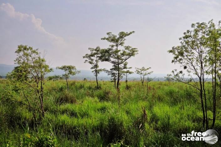 CHITWAN NATIONAL PARK NEPAL