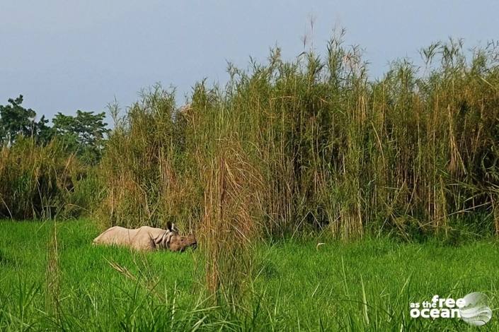 CHITWAN NATIONAL PARK NEPAL