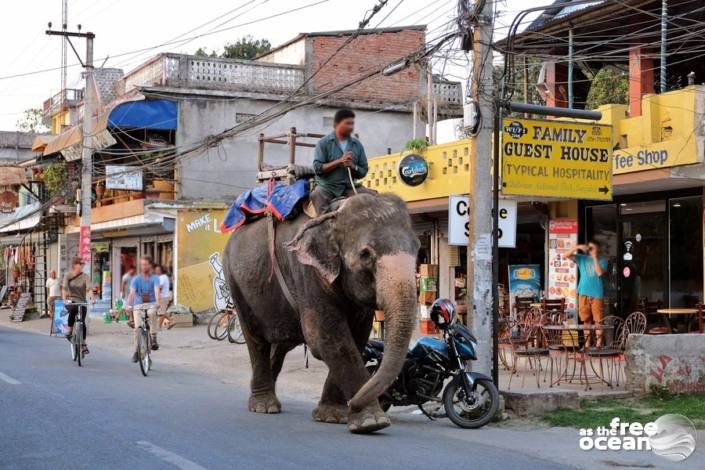 CHITWAN NATIONAL PARK NEPAL