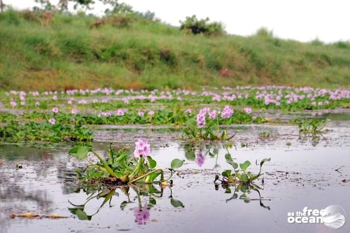 CHITWAN NATIONAL PARK NEPAL