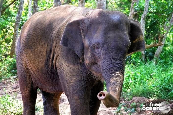 CHITWAN NATIONAL PARK NEPAL