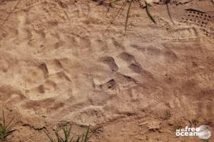 CHITWAN NATIONAL PARK NEPAL