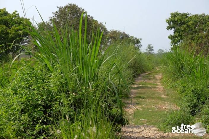 CHITWAN NATIONAL PARK NEPAL