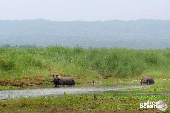 CHITWAN NATIONAL PARK NEPAL