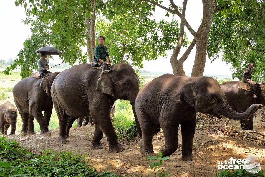 CHITWAN NATIONAL PARK NEPAL