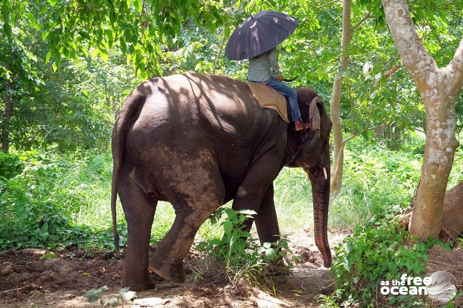 CHITWAN NATIONAL PARK NEPAL