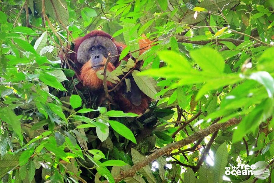 BUKIT LAWANG SUMATRA INDONESIA