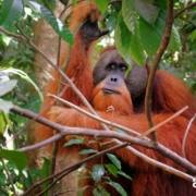 BUKIT LAWANG SUMATRA INDONESIA