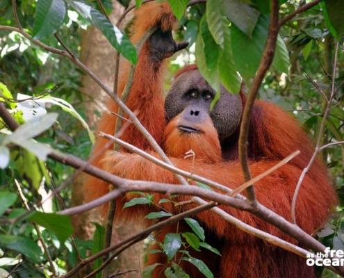 BUKIT LAWANG SUMATRA INDONESIA