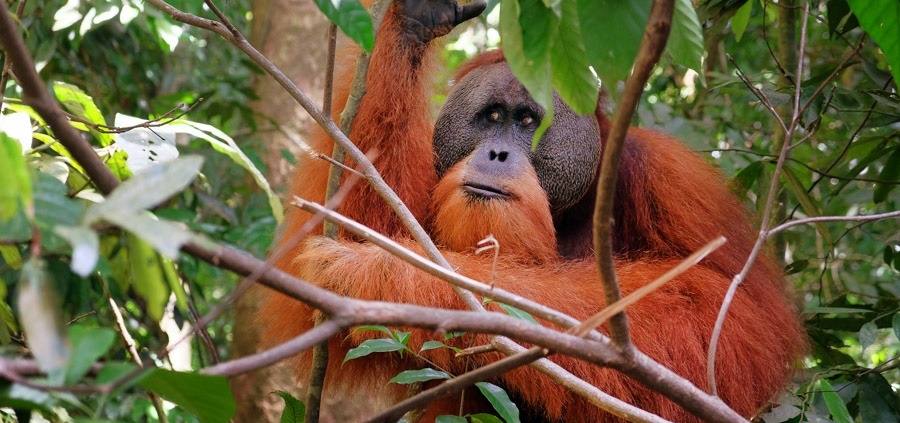 BUKIT LAWANG SUMATRA INDONESIA