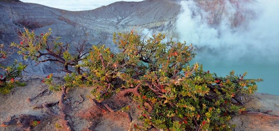 MOUNT IJEN INDONESIA