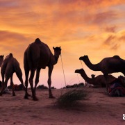 JAISALMER INDIA