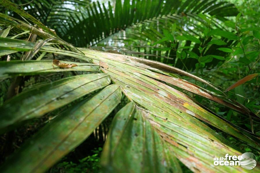 BUKIT LAWANG SUMATRA INDONESIA