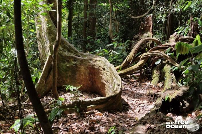 BUKIT LAWANG SUMATRA INDONESIA