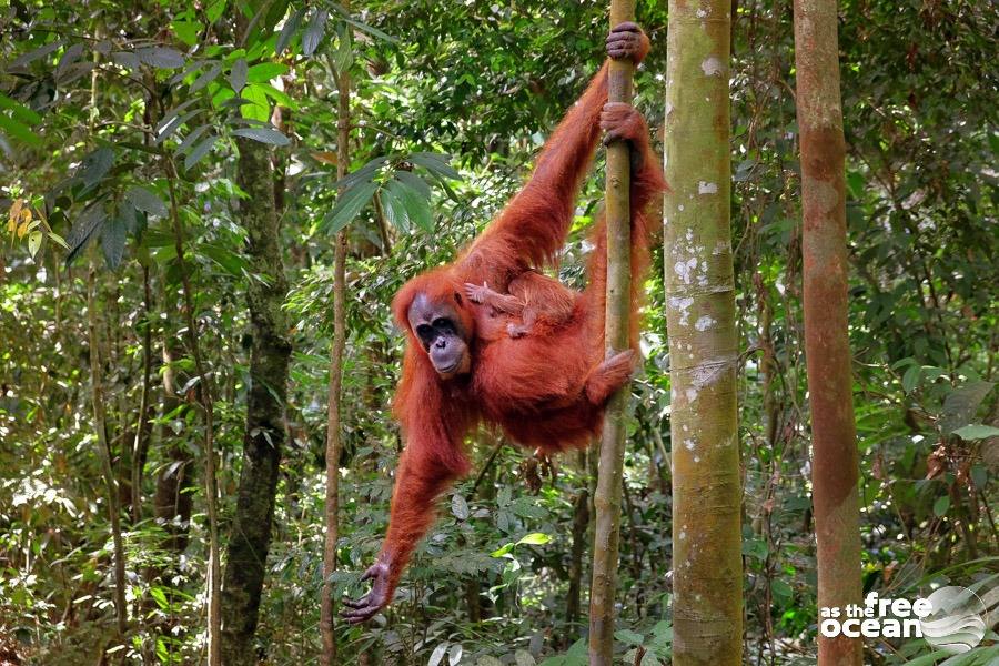 BUKIT LAWANG SUMATRA INDONESIA