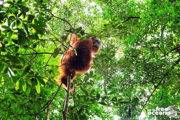 BUKIT LAWANG SUMATRA INDONESIA