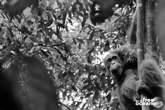 BUKIT LAWANG SUMATRA INDONESIA