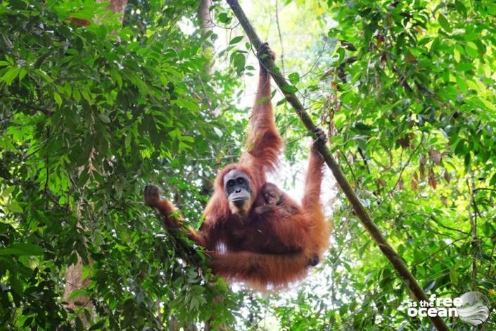 BUKIT LAWANG SUMATRA INDONESIA