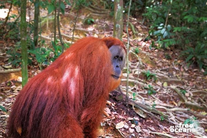 BUKIT LAWANG SUMATRA INDONESIA