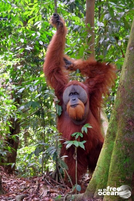 BUKIT LAWANG SUMATRA INDONESIA