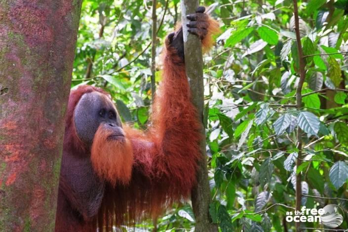 BUKIT LAWANG SUMATRA INDONESIA