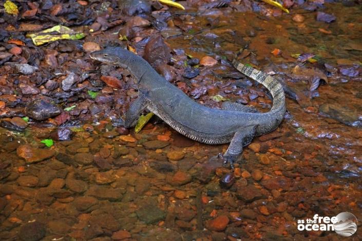 BUKIT LAWANG SUMATRA INDONESIA