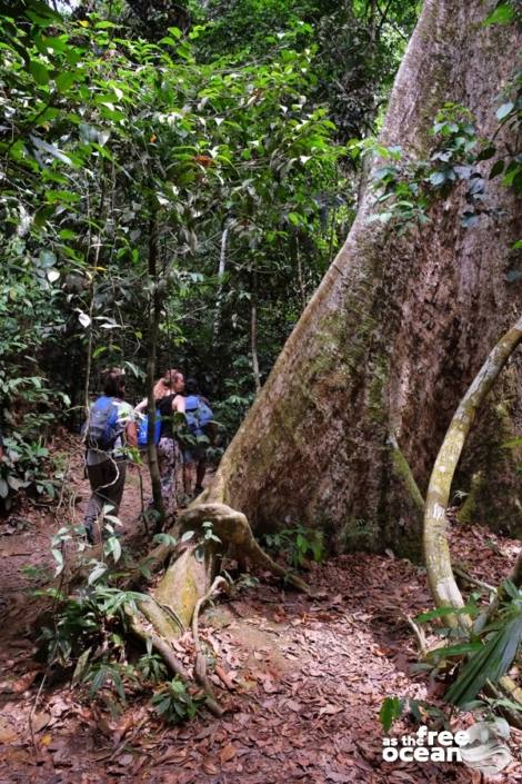 BUKIT LAWANG SUMATRA INDONESIA