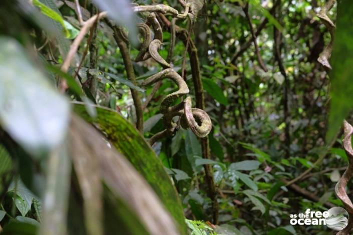 BUKIT LAWANG SUMATRA INDONESIA