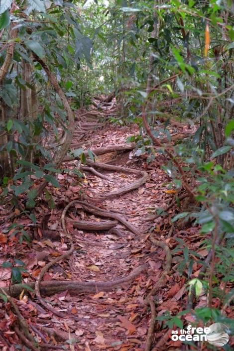 BUKIT LAWANG SUMATRA INDONESIA