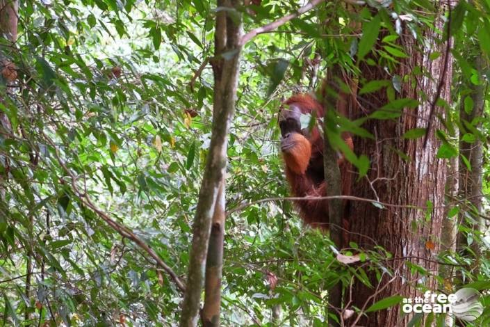 BUKIT LAWANG SUMATRA INDONESIA