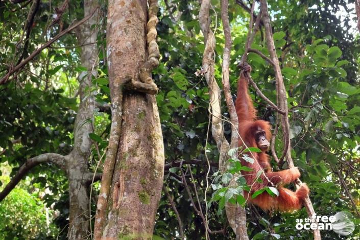 BUKIT LAWANG SUMATRA INDONESIA