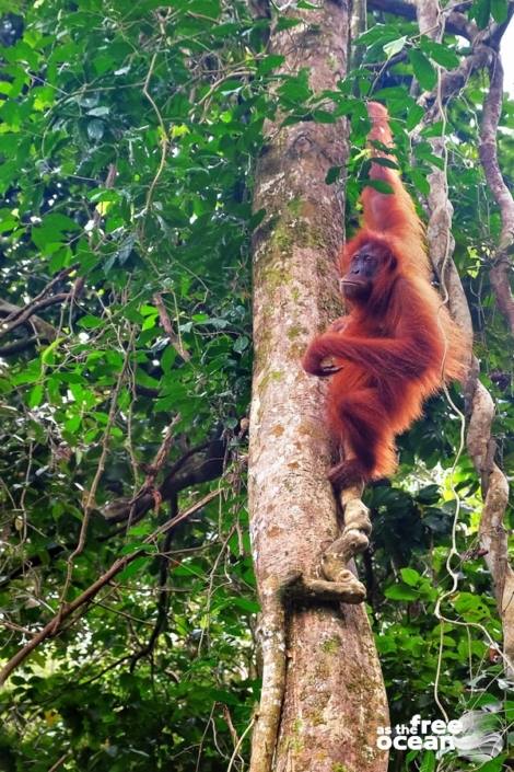 BUKIT LAWANG SUMATRA INDONESIA