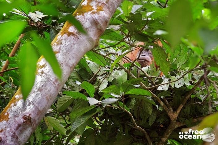 BUKIT LAWANG SUMATRA INDONESIA