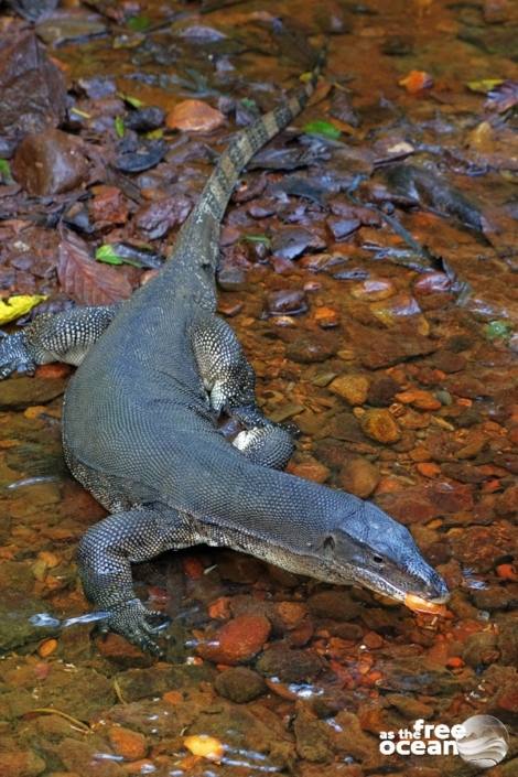 BUKIT LAWANG SUMATRA INDONESIA