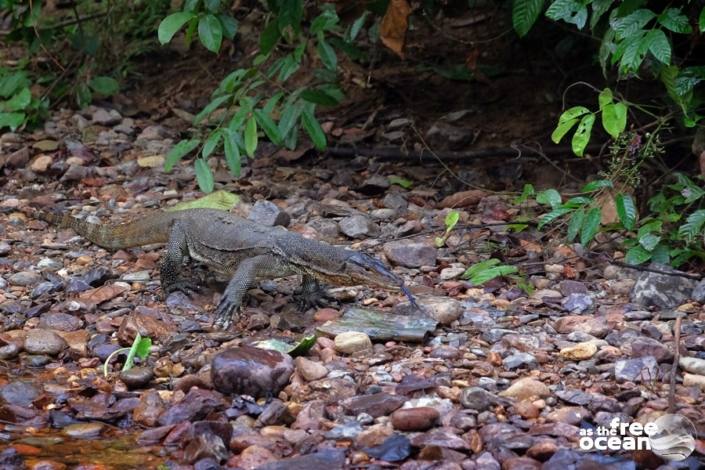 BUKIT LAWANG SUMATRA INDONESIA