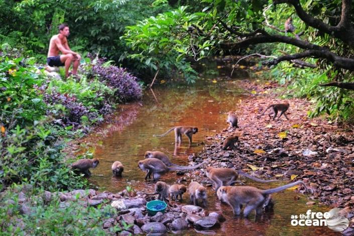 BUKIT LAWANG SUMATRA INDONESIA