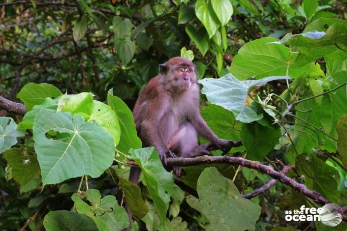 BUKIT LAWANG SUMATRA INDONESIA