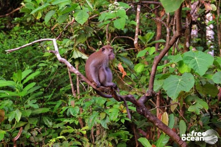 BUKIT LAWANG SUMATRA INDONESIA