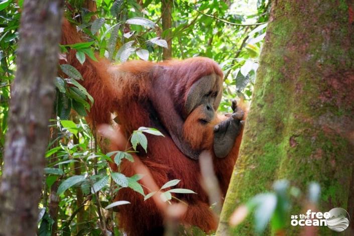 BUKIT LAWANG SUMATRA INDONESIA