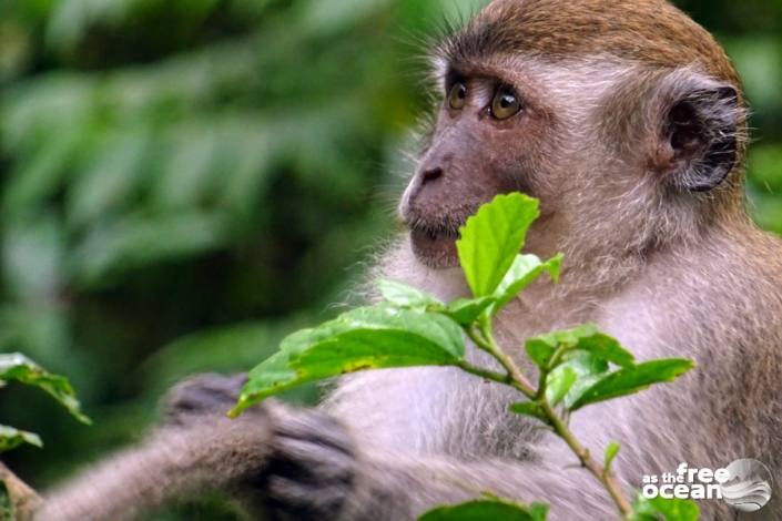 BUKIT LAWANG SUMATRA INDONESIA