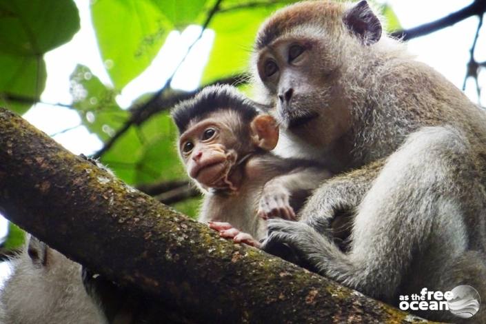 BUKIT LAWANG SUMATRA INDONESIA