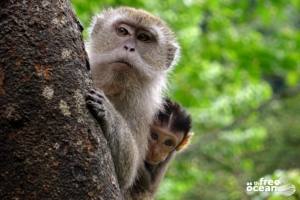 BUKIT LAWANG SUMATRA INDONESIA